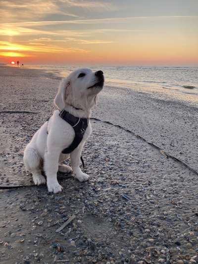 Wo sind die Golden Retriever Liebhaber?-Beitrag-Bild