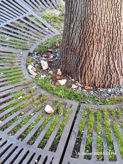 Giftköder-Möglicherweise Giftköder-Bild