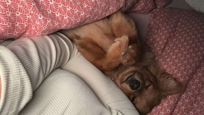 Darf der Hund bei Euch im Bett schlafen?-Beitrag-Bild