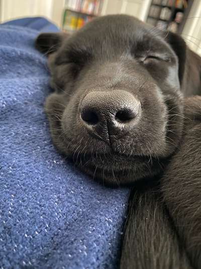 Zeigt mir die tollste Nahaufnahme von eurer Fellnase-Beitrag-Bild