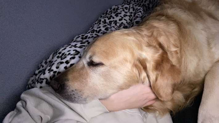 Gemeinsames Kuscheln im Bett!-Beitrag-Bild