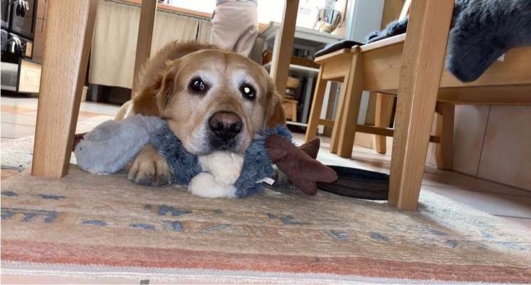 Der Lieblingsplüschi eures Vierbeiners-Beitrag-Bild