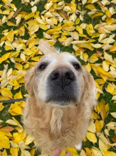 Wo sind die Golden Retriever Liebhaber?-Beitrag-Bild