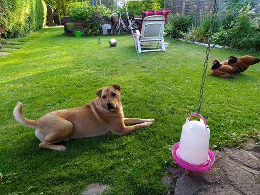 Hund an Hühner/Küken gewöhnen-Beitrag-Bild