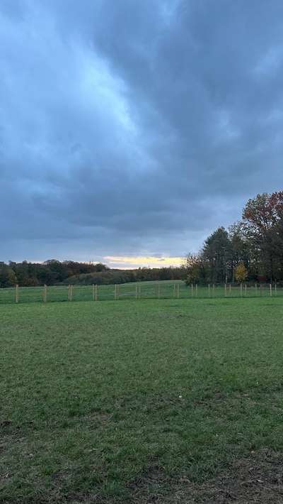 Hundeauslaufgebiet-Hundewiese Heiligenhaus.-Bild