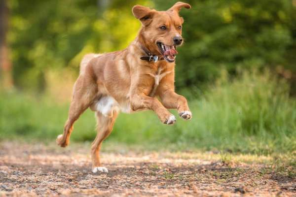 Tierfotografen-Tierfotografie Ronja Ronnenberg-Bild