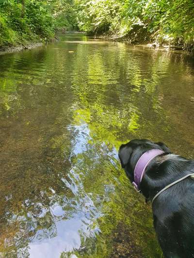 Stöckchen vs. Spielzeug-Beitrag-Bild