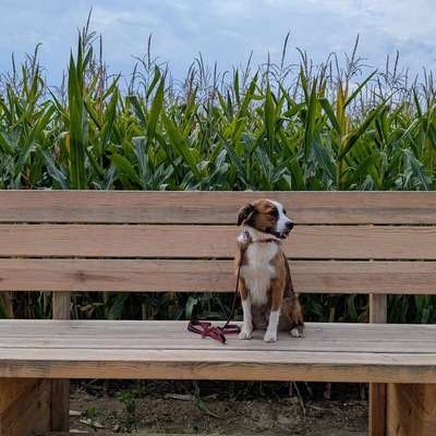 Hundetreffen-Gemeinsamer Hundespaziergang 🐾-Bild