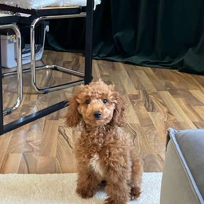 Hundetreffen-Spielkameraden-Bild