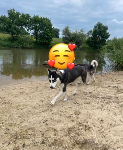 Wie heißt dein Hund?-Beitrag-Bild