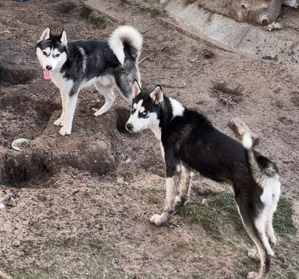 Husky-Beitrag-Bild