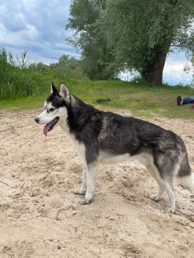 Wie heißt dein Hund?-Beitrag-Bild