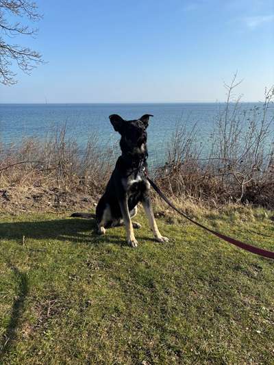 Hundetreffen-Hunderunde- Begegnung-Bild