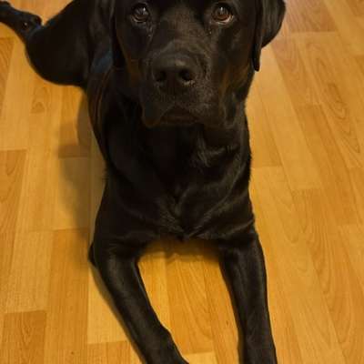 Hundetreffen-Suche Hundefreunde-Bild