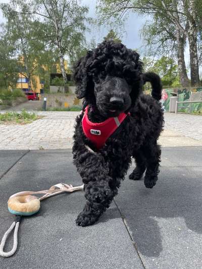 Welpen Bilder !-Beitrag-Bild