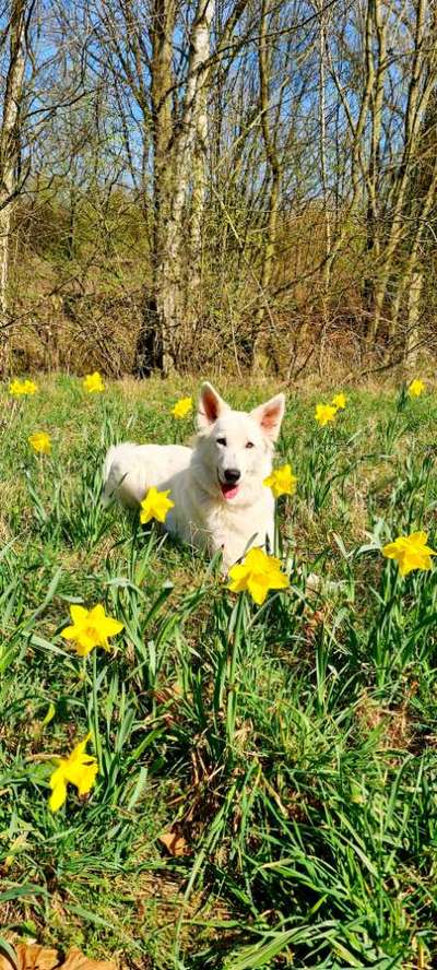 Challenge 23 : "  Euer Hund beim Frühlingserwachen "-Beitrag-Bild