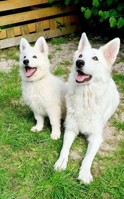 Weißer Schweizer Schäferhund-Beitrag-Bild