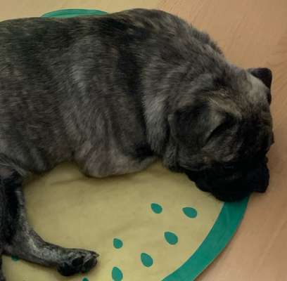 Kühlmatte-Beitrag-Bild