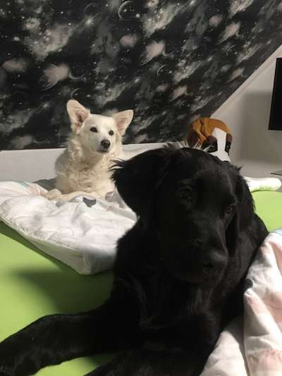 Dogorama Photo Challenge - Die besten Hundebuddys-Beitrag-Bild