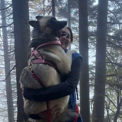 Hundetreffen-Hundefreunde zum spielen gesucht-Bild