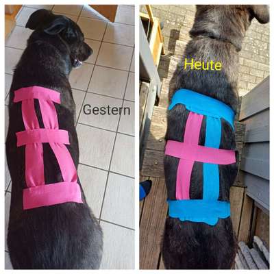 aktuelles Foto Gruppe Spondylose beim Hund