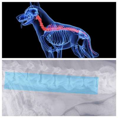 Titelbild Gruppe Spondylose beim Hund