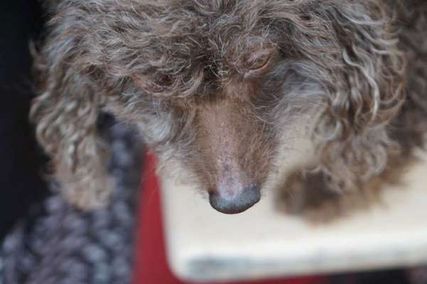 Haarausfall auf dem Nasenrücken-Beitrag-Bild