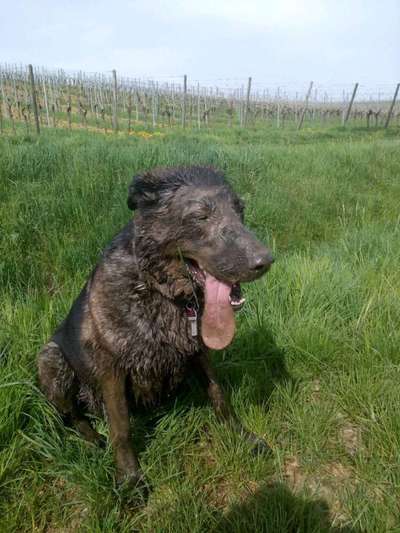 Spitzname(n) Deines Hundes-Beitrag-Bild