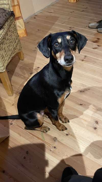 Ratonero Bodeguero Andaluz-Beitrag-Bild