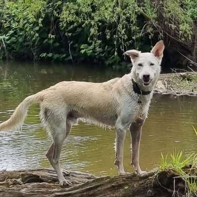 Hundetreffen-Hunderunde und spielen-Profilbild