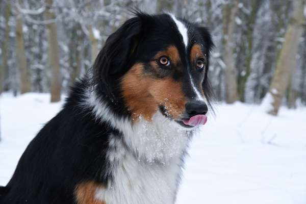 Dogorama Photo Challenge - Es wird nochmal kalt!-Beitrag-Bild