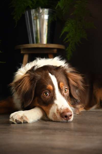 Hundetreffen-Junghund sucht hundekumpel, auch fürs Leinentraining-Bild