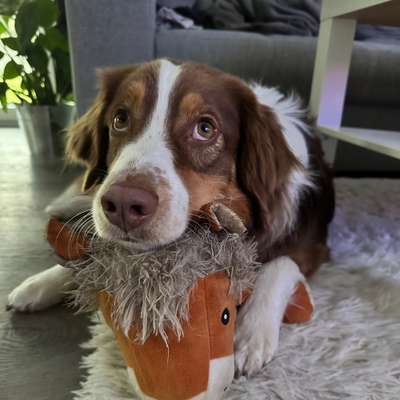 Hundetreffen-Treffen zum Trainieren & toben gesucht.-Bild