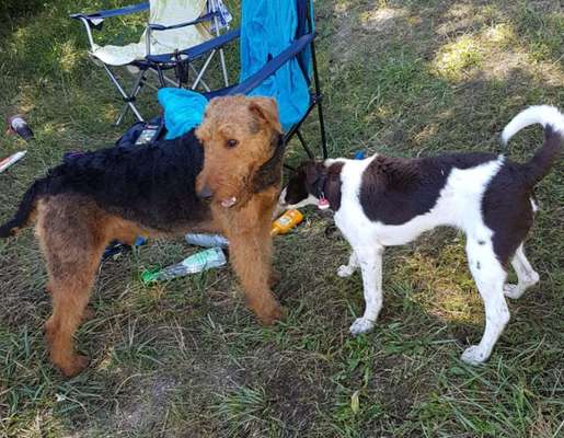 Airedale Terrier-Beitrag-Bild