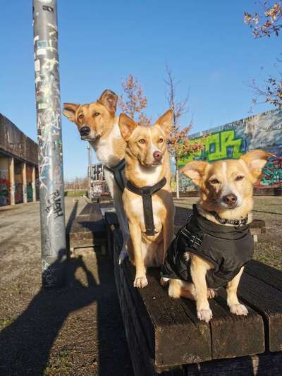 Giftköder-Dog's Emotions - Platz für Emotionen-Bild