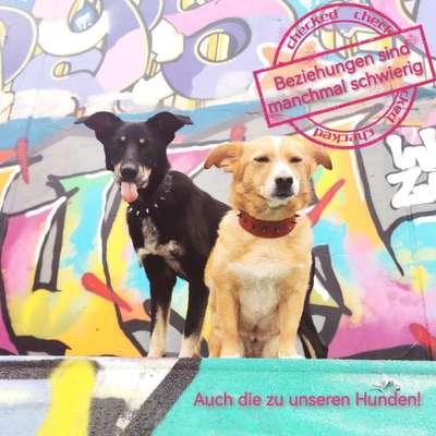 Hundeschulen-Dog's Emotions-Bild