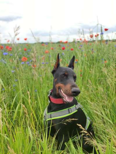 Die Dogorama Monats Challenge "Es grünt und blüht"-Beitrag-Bild