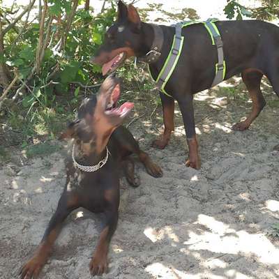 Hundetreffen-Rassen spezifisches Treffen (Dobermann, Weimaraner, und Riesenschnauzer sowie ähnliche Rassen.-Bild
