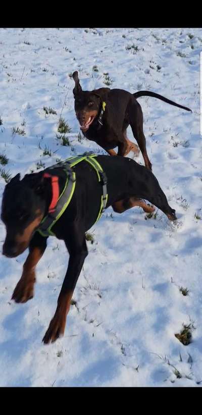 Lustige Bilder-Beitrag-Bild