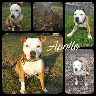 Wesenstest bei den ach so gefährlichen Kampfhunden-Beitrag-Bild