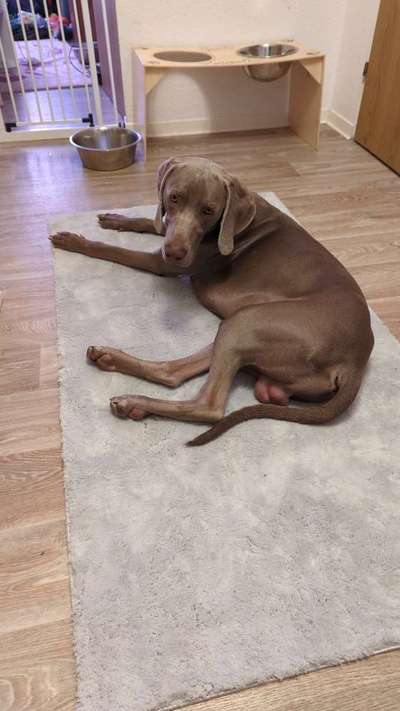 IGP- Fährten, Unterordnung, Schutzdienst-Beitrag-Bild