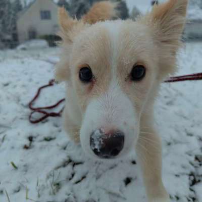 Hundetreffen-5 Monate alter Corgi sucht Freunde-Bild