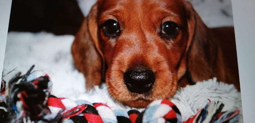 Welpen Bilder !-Beitrag-Bild