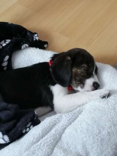 Welpen Bilder !-Beitrag-Bild