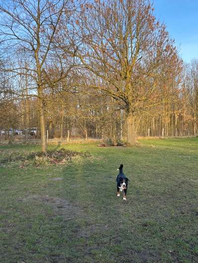 Entlebucher Sennenhund-Beitrag-Bild