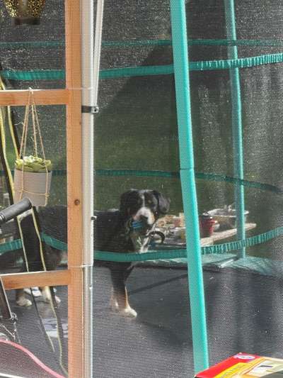 Entlebucher Sennenhund-Beitrag-Bild