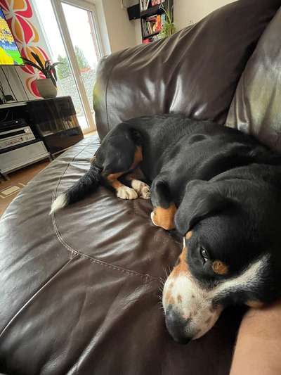 Entlebucher Sennenhund-Beitrag-Bild