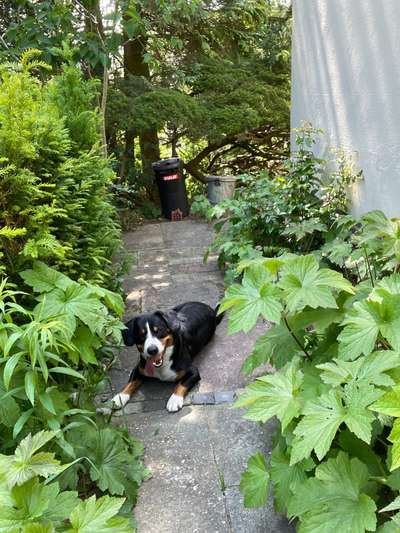 Entlebucher Sennenhund-Beitrag-Bild