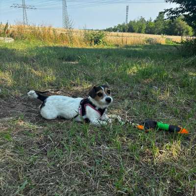 Hundetreffen-Spiel ung gassi-Bild