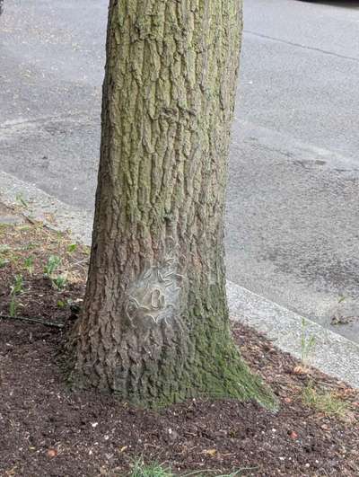 Giftköder-Eichenprozessionsspinner, Kahlstraße-Bild